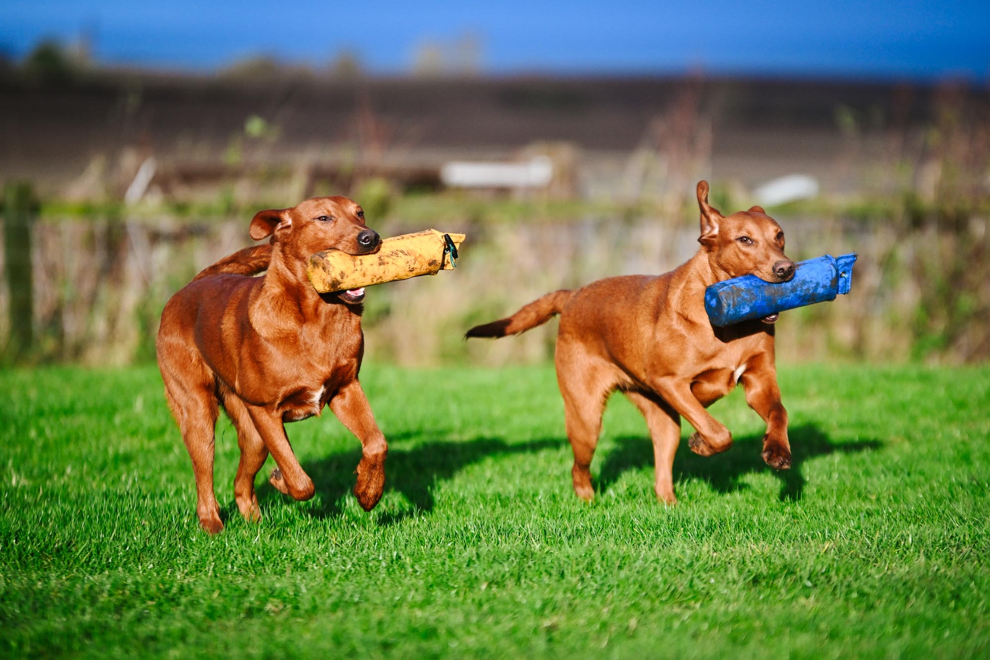 Drill Dummy by Laura Hill - Image 2