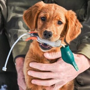 Dokken Puppy - Image 2