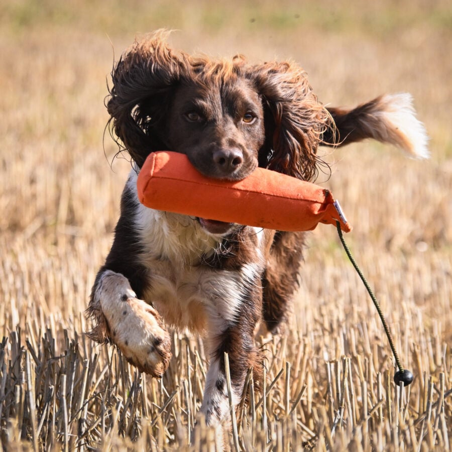 1lb Canvas Dummy with Long Throw