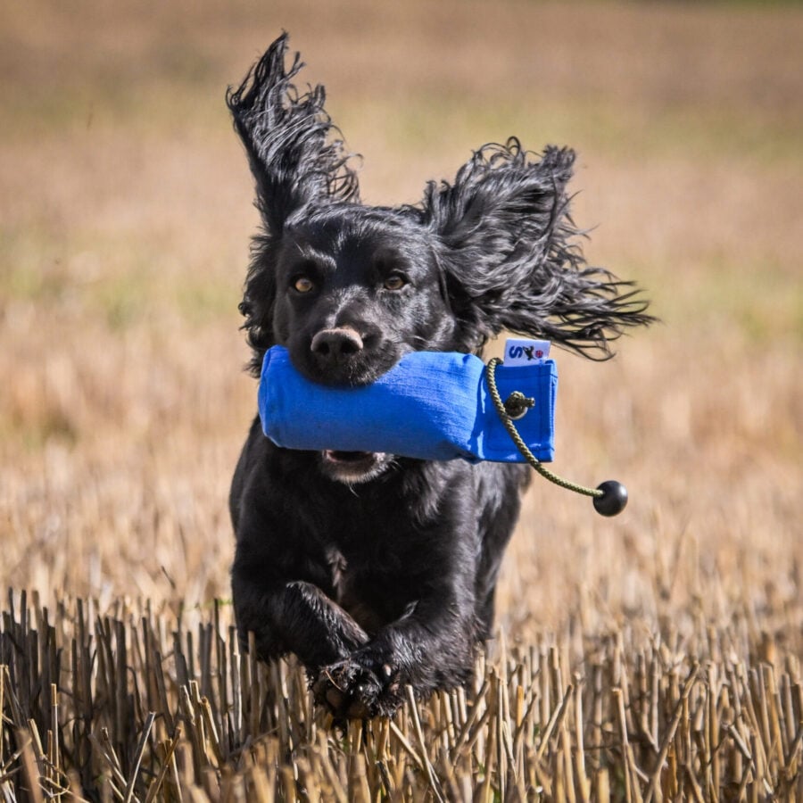 1/2lb Canvas Dummy with Long Throw