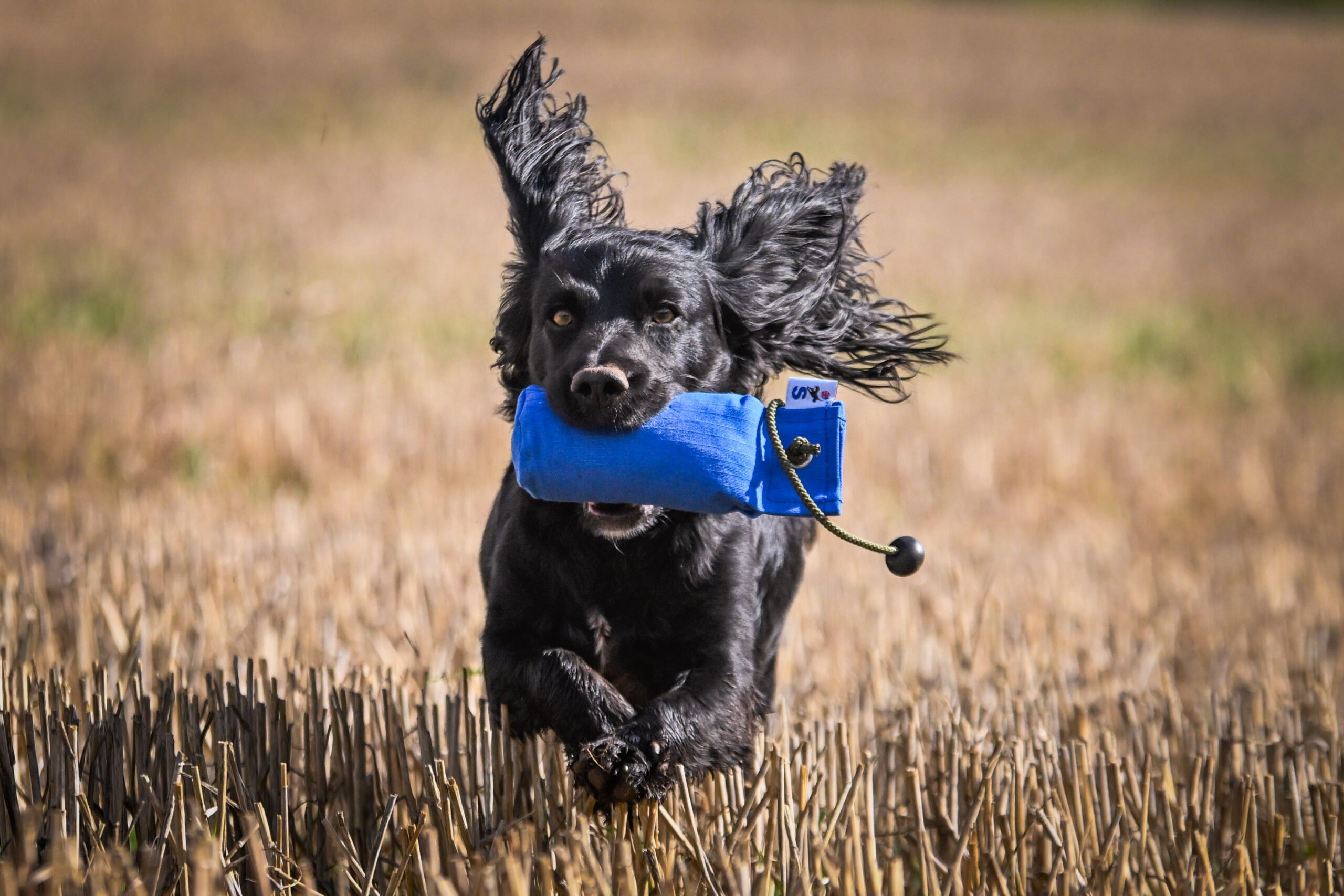 1/2lb Canvas Dummy with Long Throw - Image 3