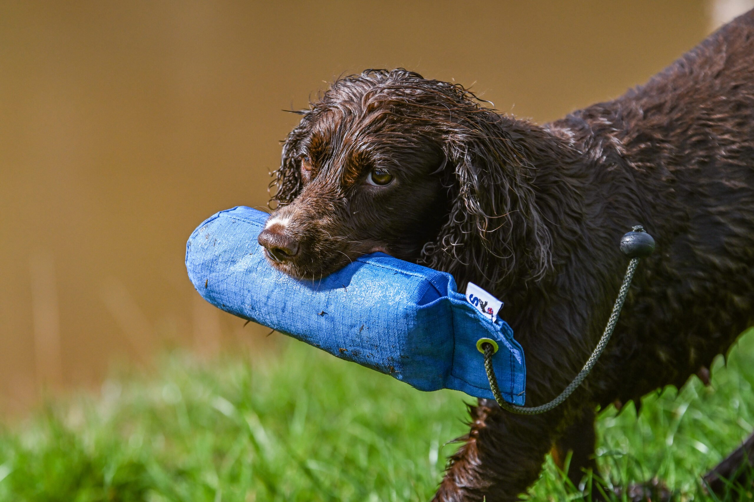 1lb Canvas Dummy with Long Throw - Image 4