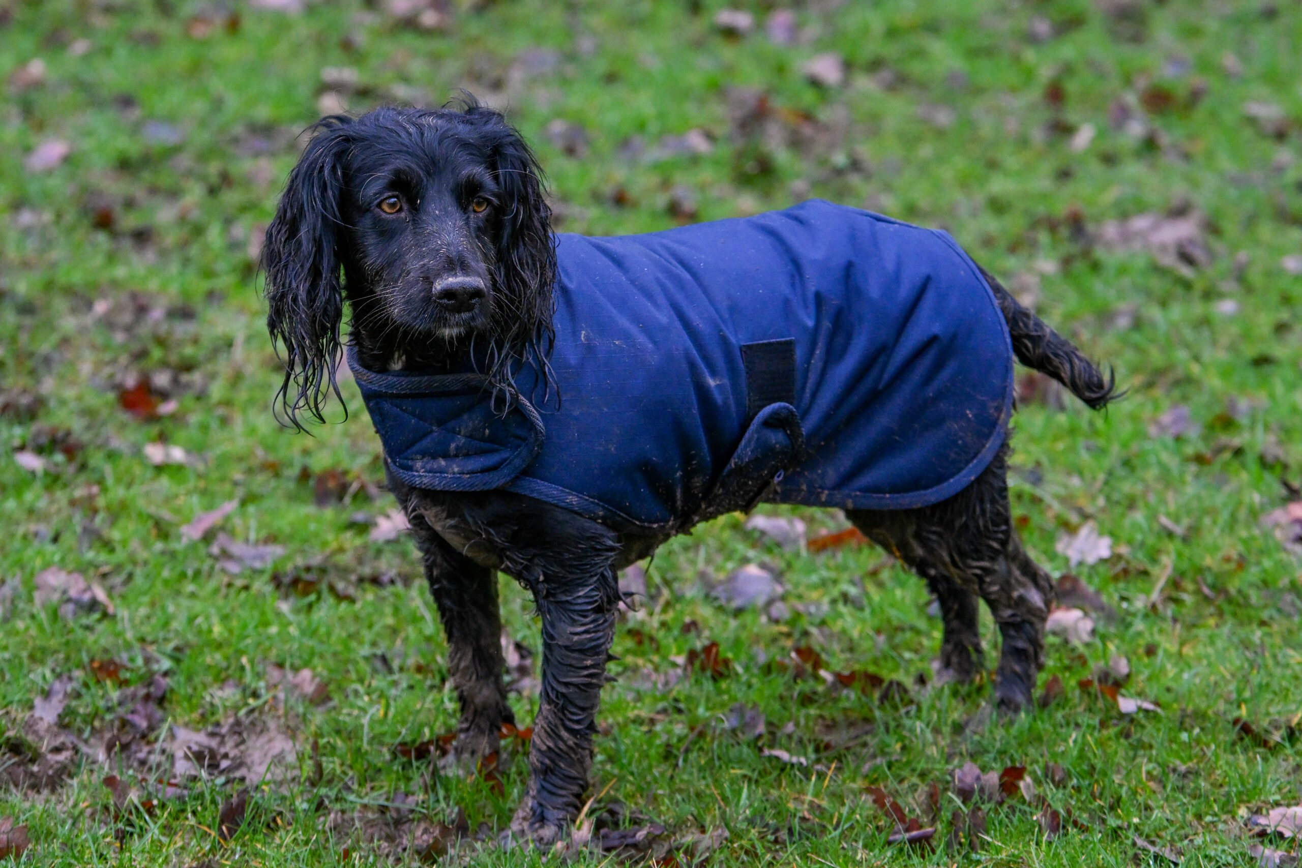 Field Trial Dog Coat - Waterproof & Warm - Image 2