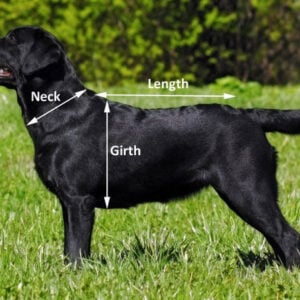 Field Trial Dog Coat - Waterproof & Warm - Image 6