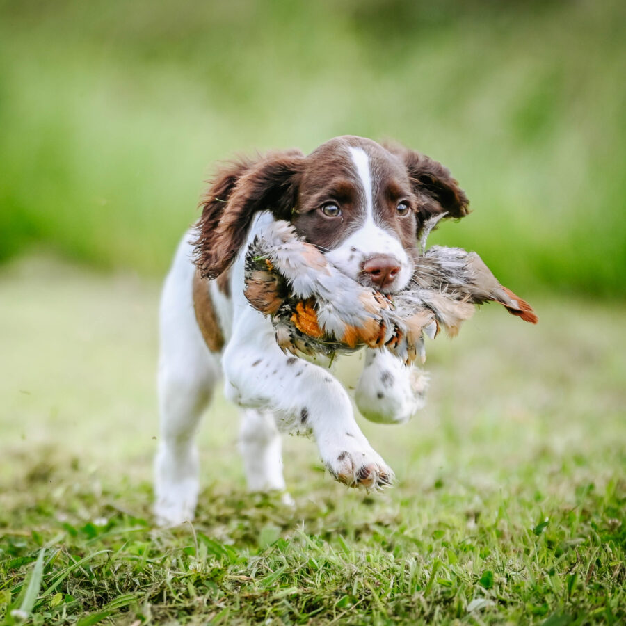 French Partridge Pelt