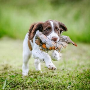 French Partridge Pelt - Image 2