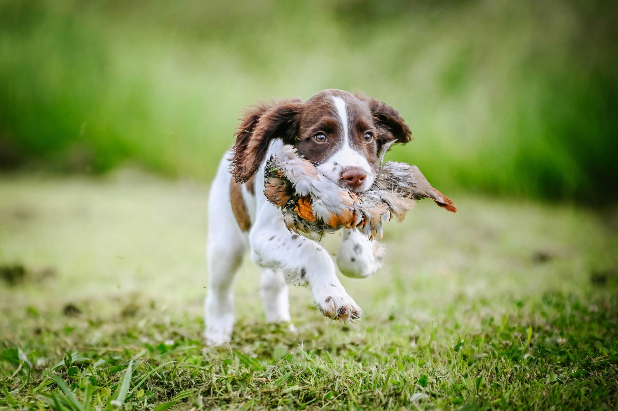 French Partridge Pelt - Image 2