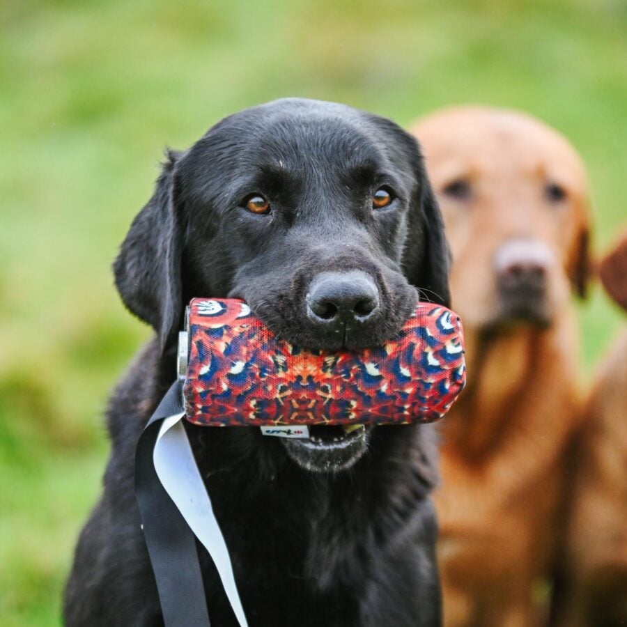 Canvas Launcher Streamer Dummy