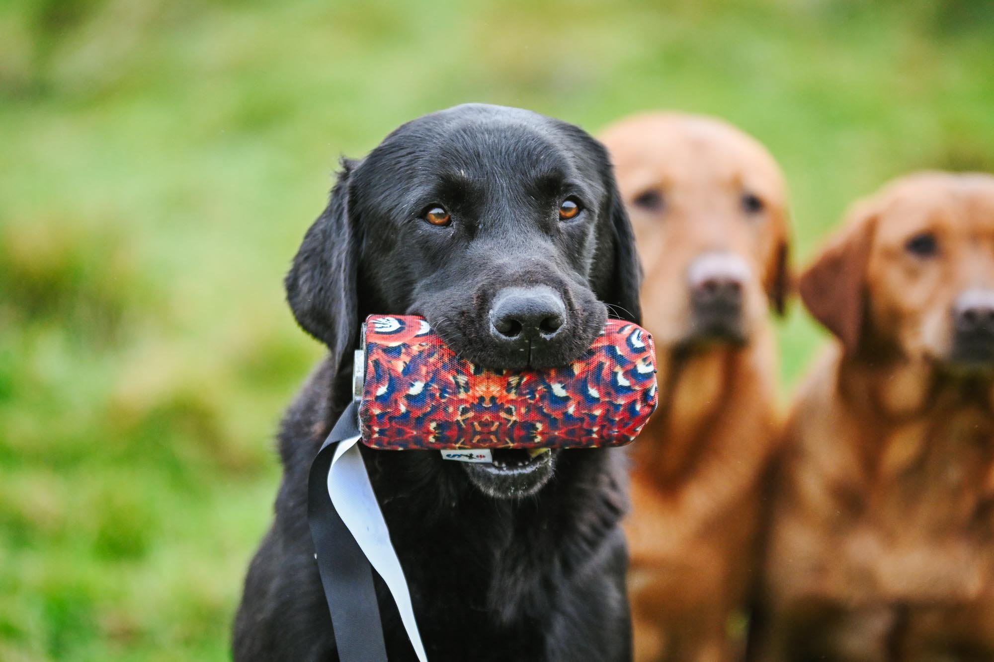 Canvas Launcher Streamer Dummy - Image 2