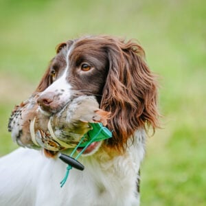 French Partridge Pelt - Image 3