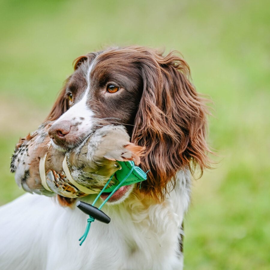 French Partridge Pelt