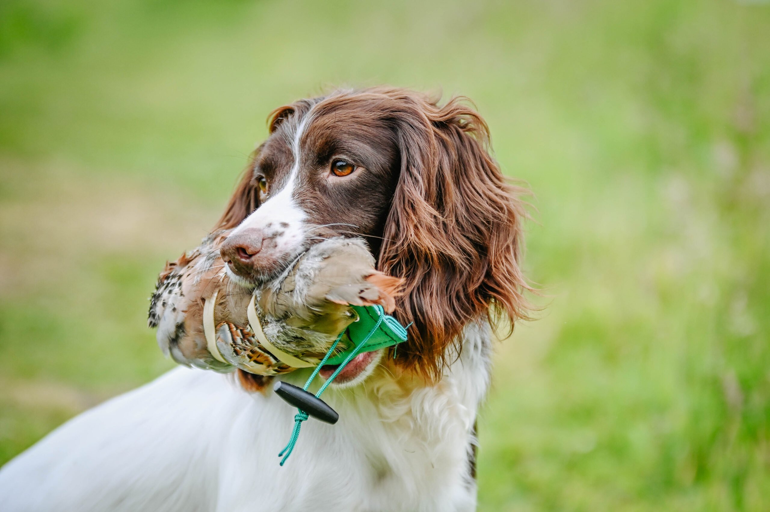 French Partridge Pelt - Image 3