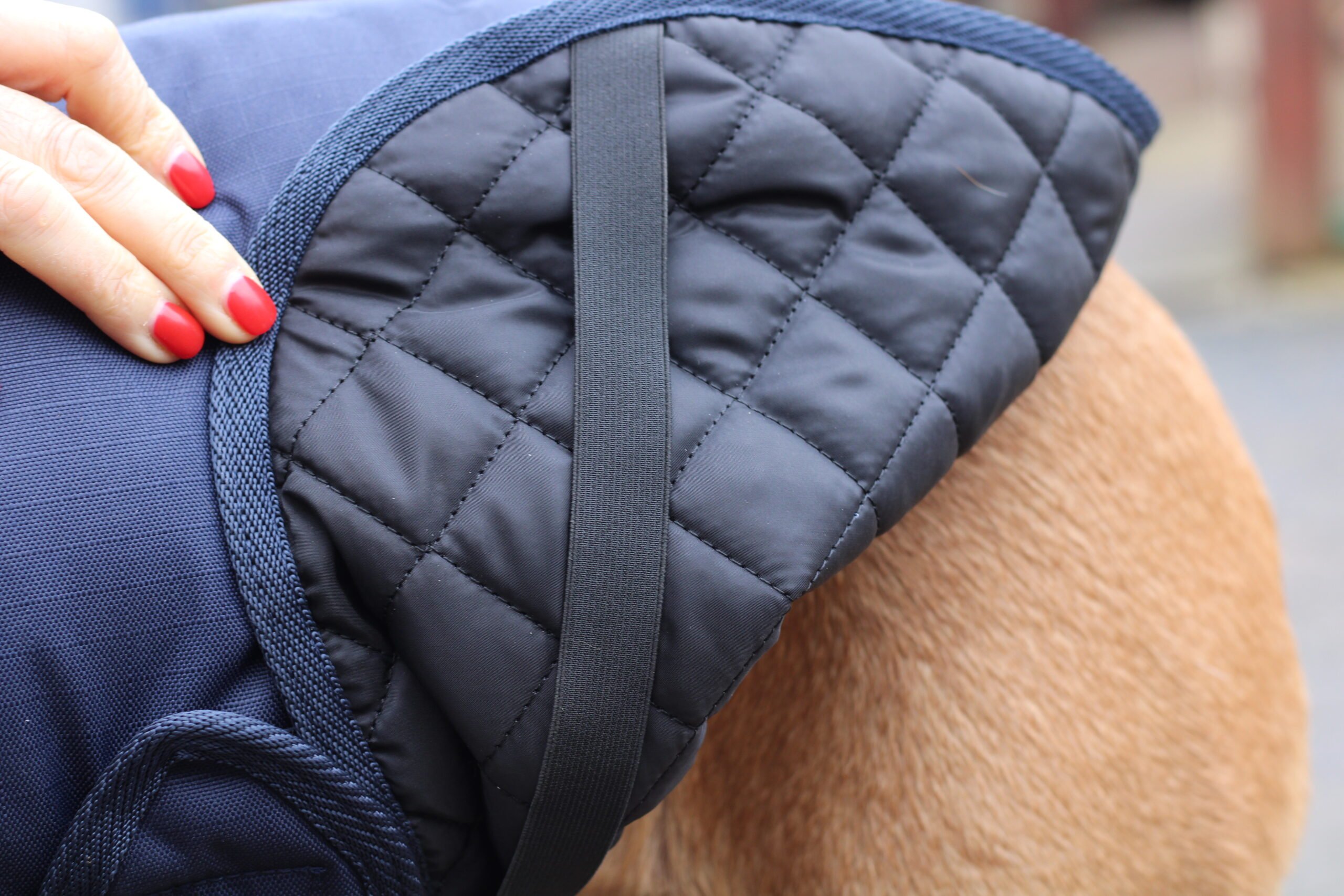 Field Trial Dog Coat - Waterproof & Warm - Image 6