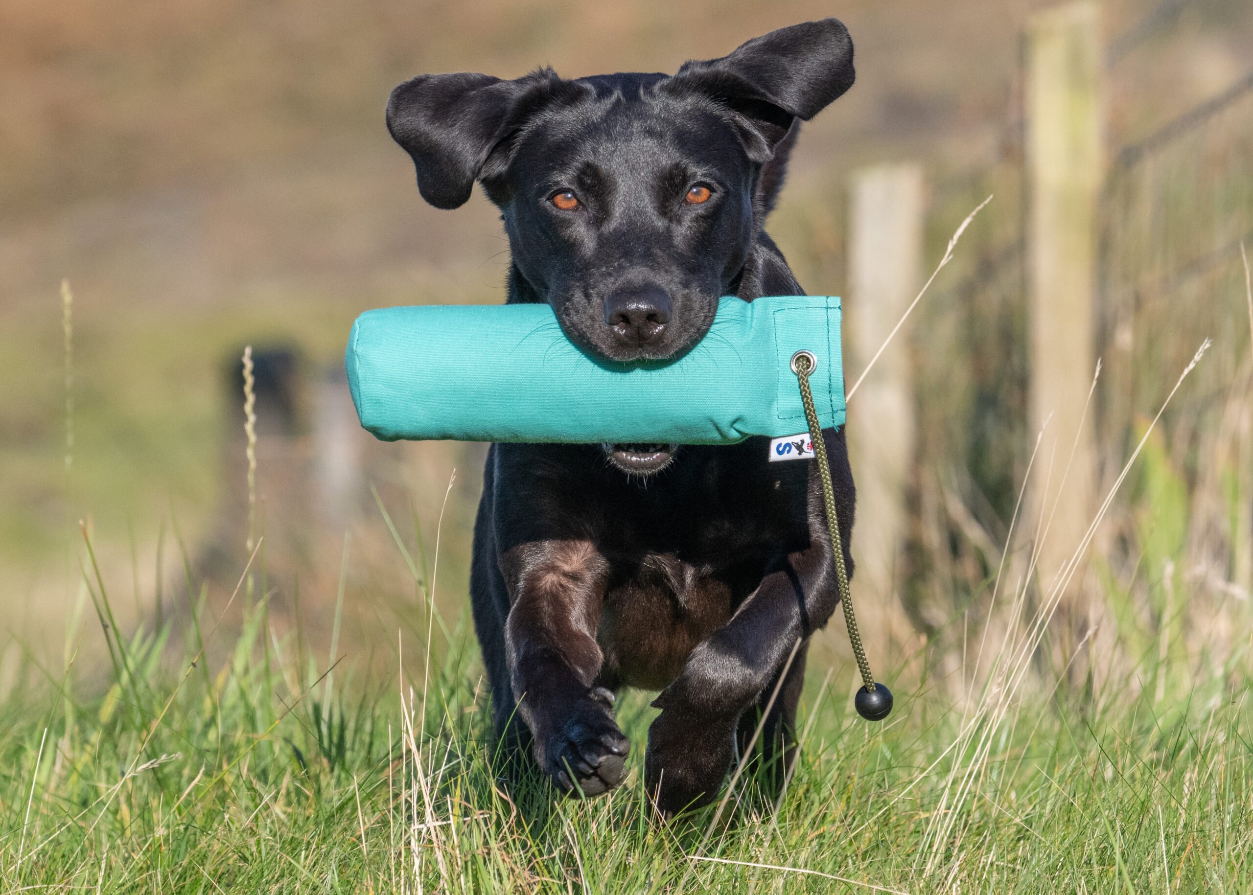 1lb Canvas Dummy with Long Throw - Image 2