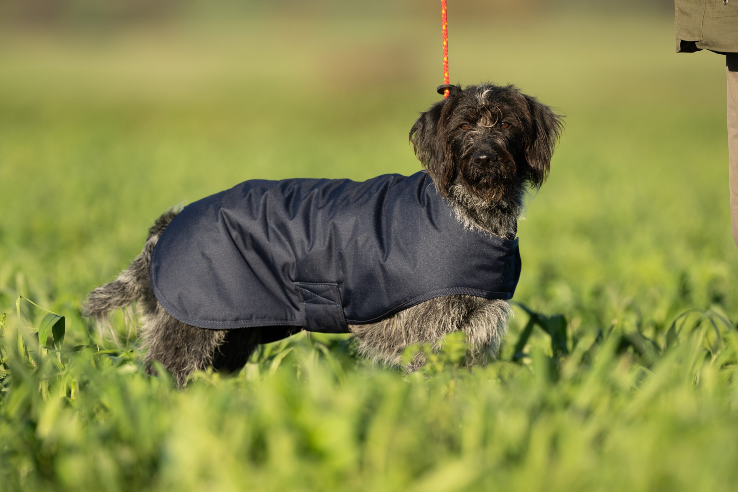Field Trial Dog Coat - Waterproof & Warm - Image 3