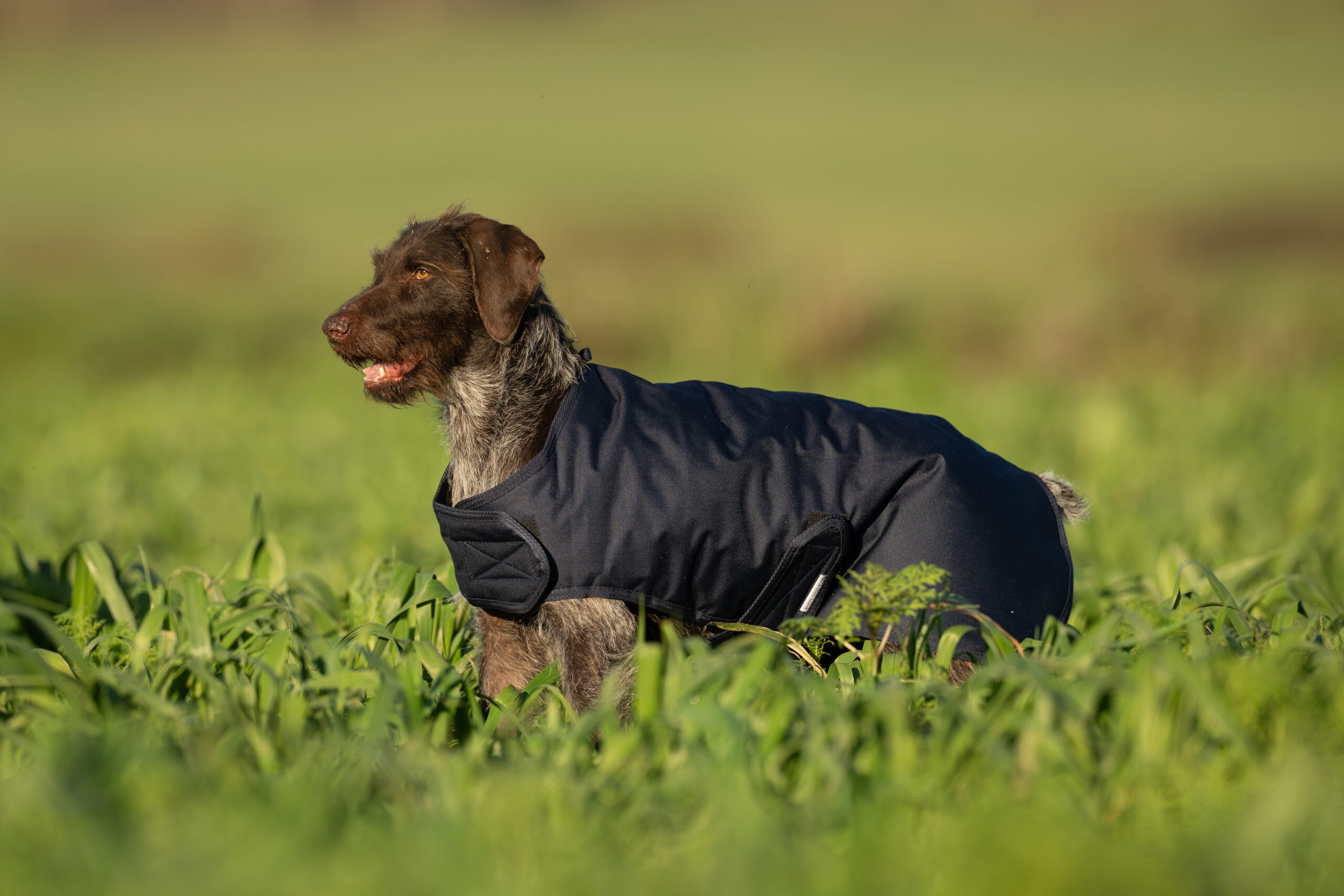 Field Trial Dog Coat - Waterproof & Warm - Image 4