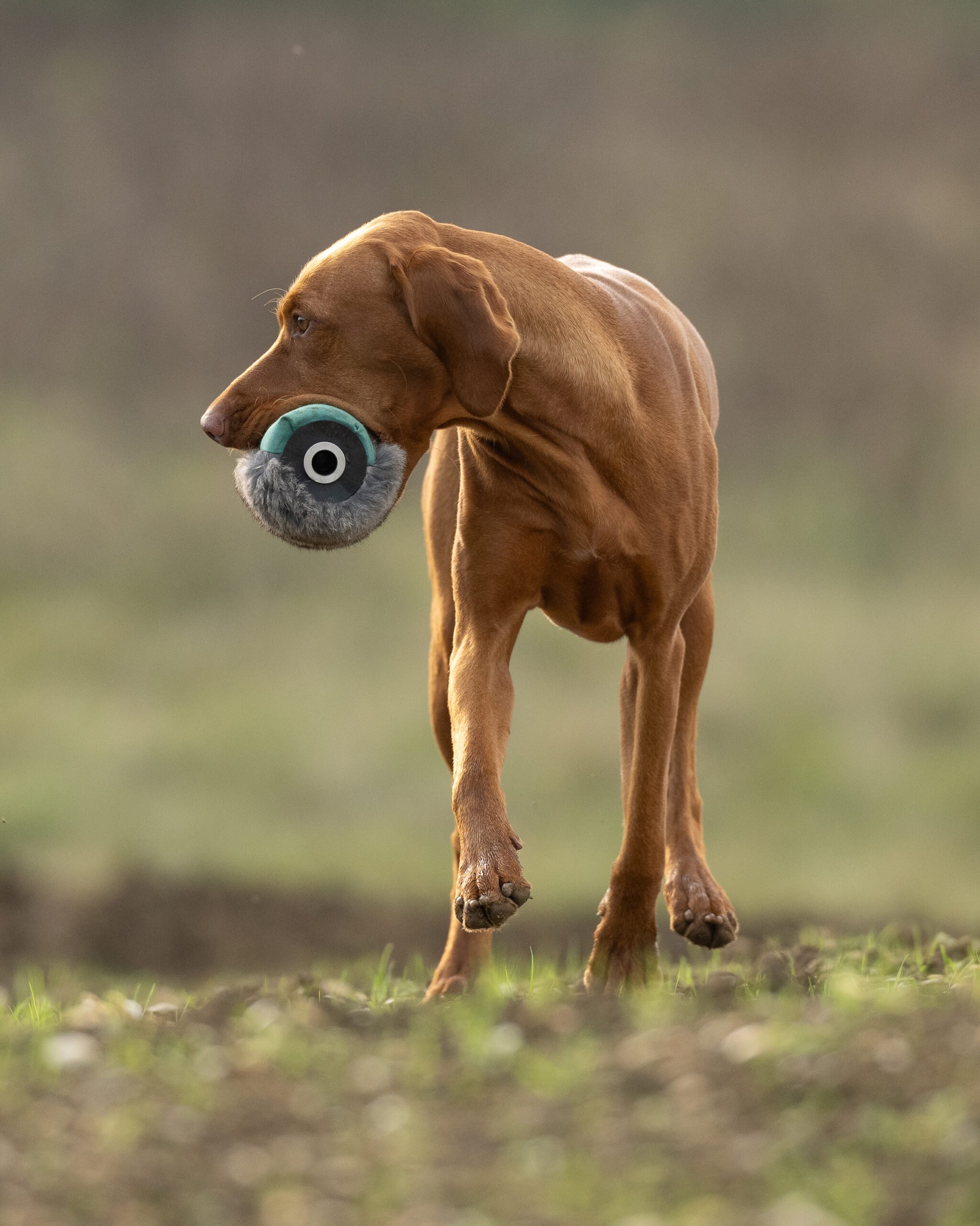 Rabbit Launcher Dummy - Image 3