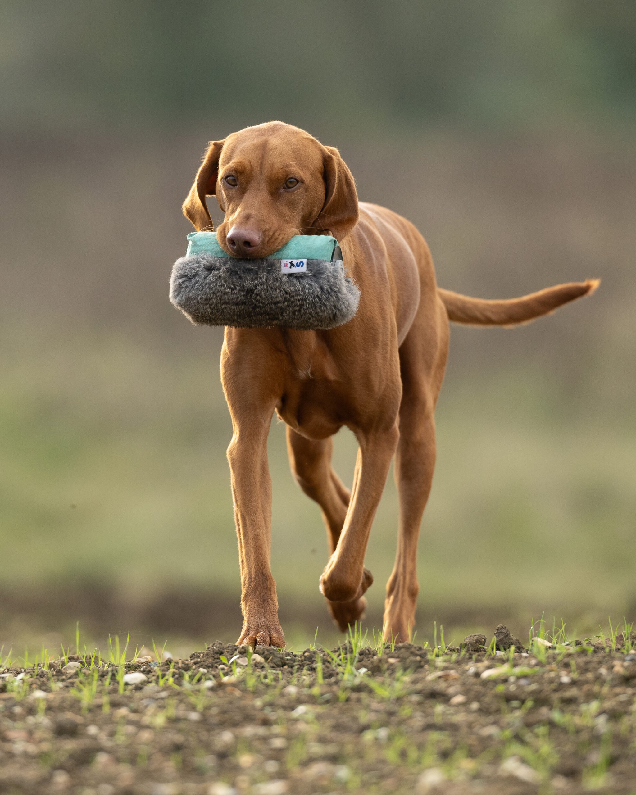 Rabbit Launcher Dummy - Image 2