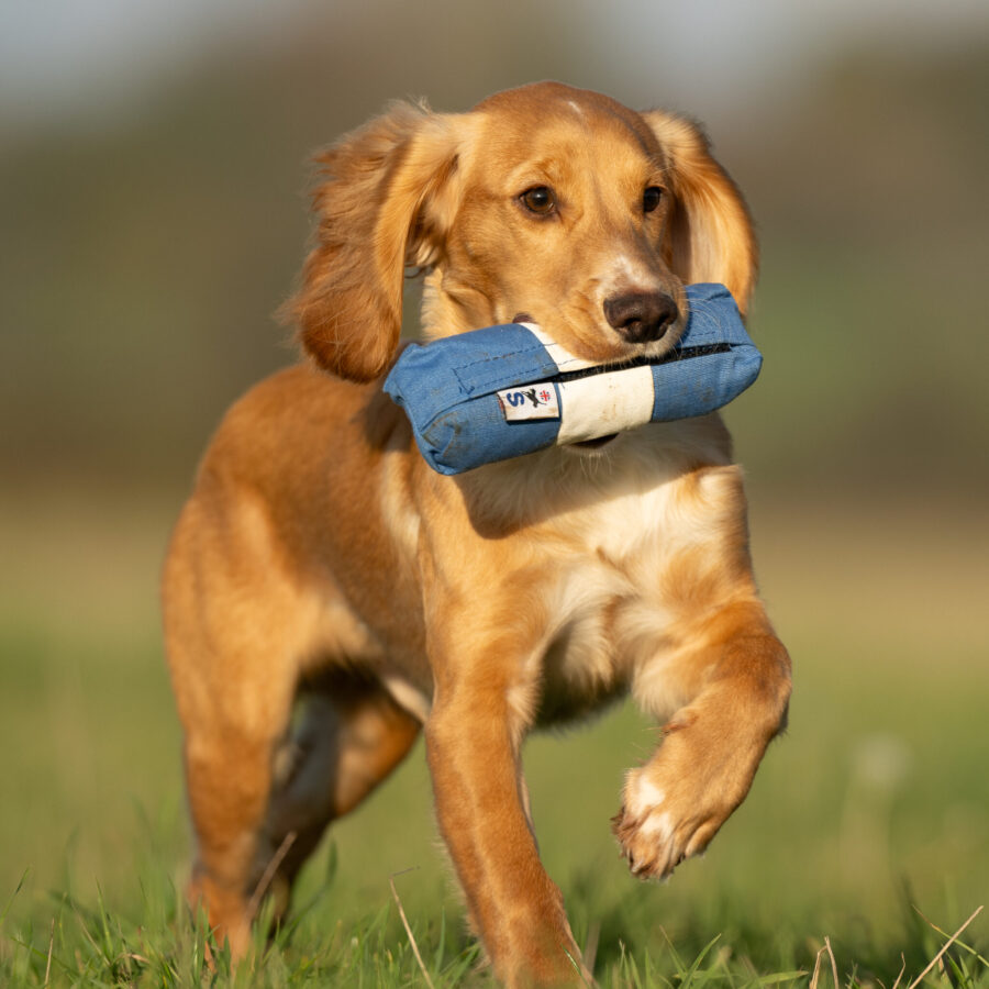 Endless Dummy - Blue & White 1/2lb