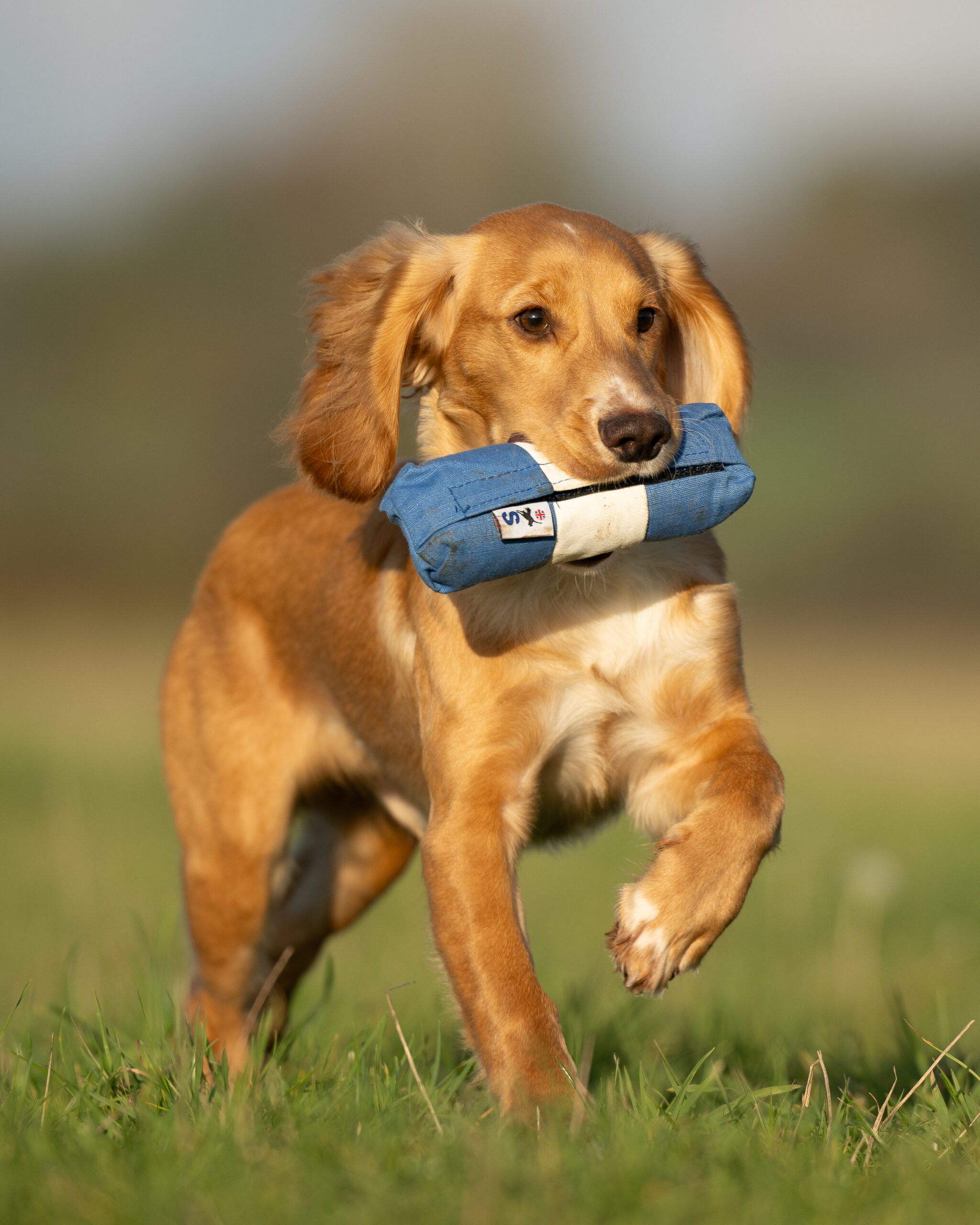 Endless Dummy - Blue & White 1/2lb - Image 2