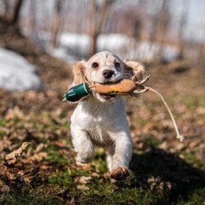 Dokken Puppy - Image 3