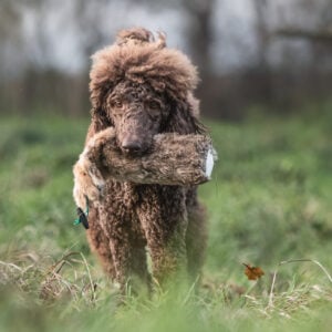 Rabbit Dummy - Various Sizes - Image 2