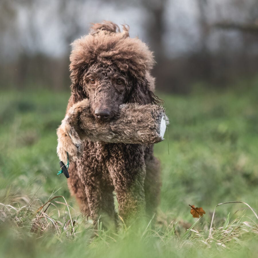 Rabbit Dummy - Various Sizes