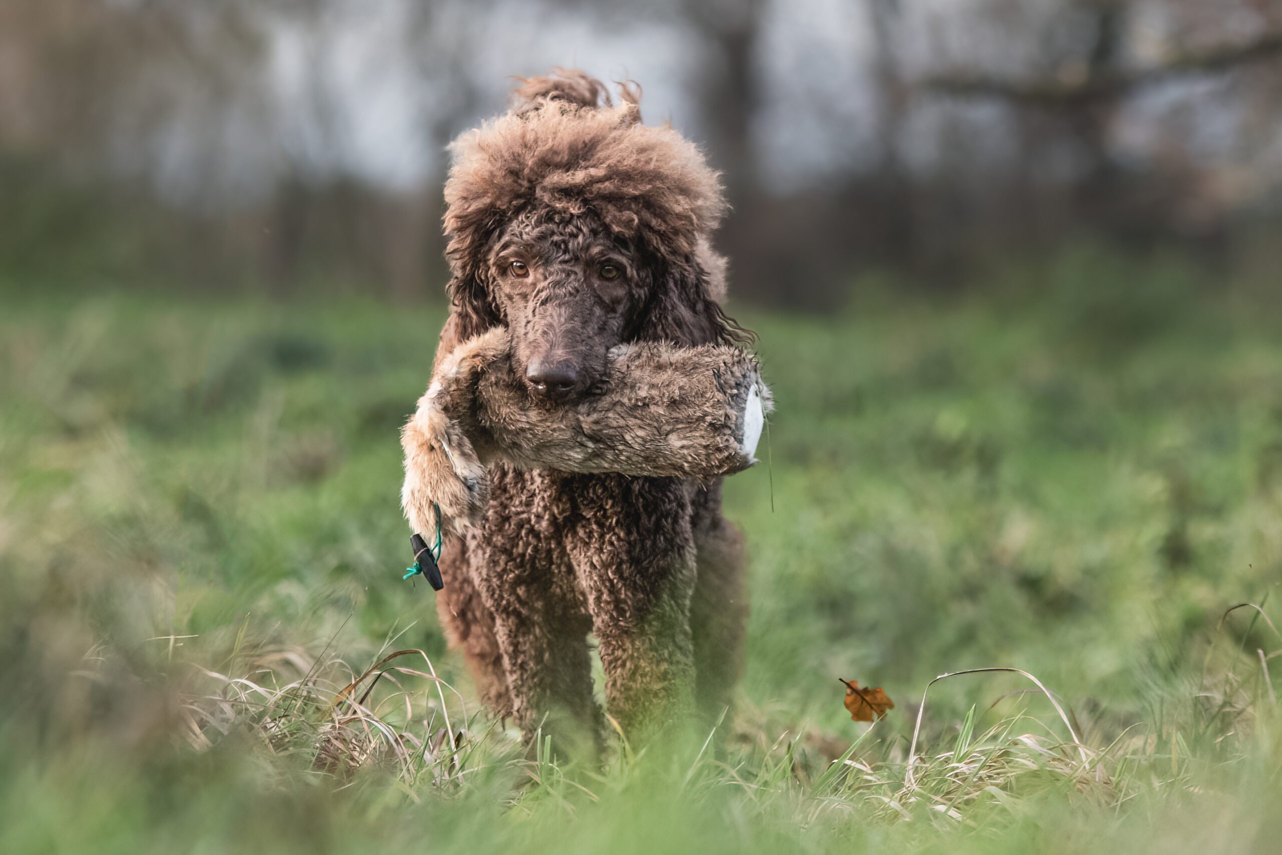 Rabbit Dummy - Various Sizes - Image 2