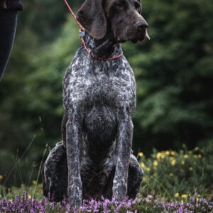 Field Trial PRO Slip Lead - Image 2