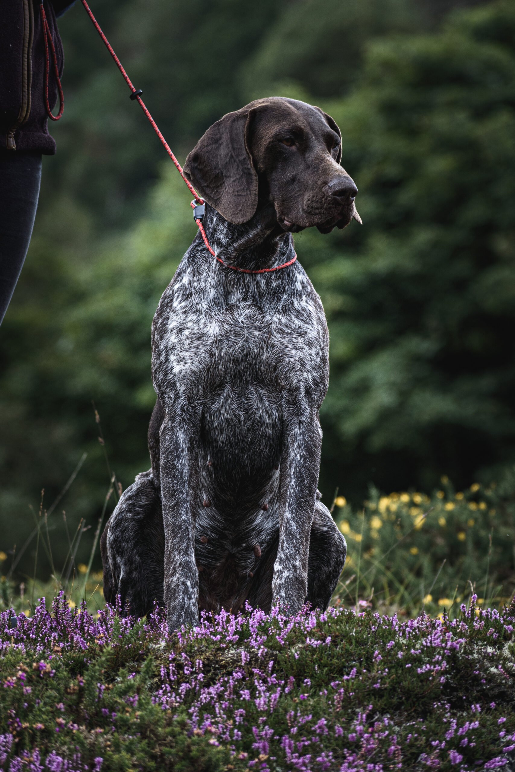 Field Trial PRO Slip Lead - Image 2