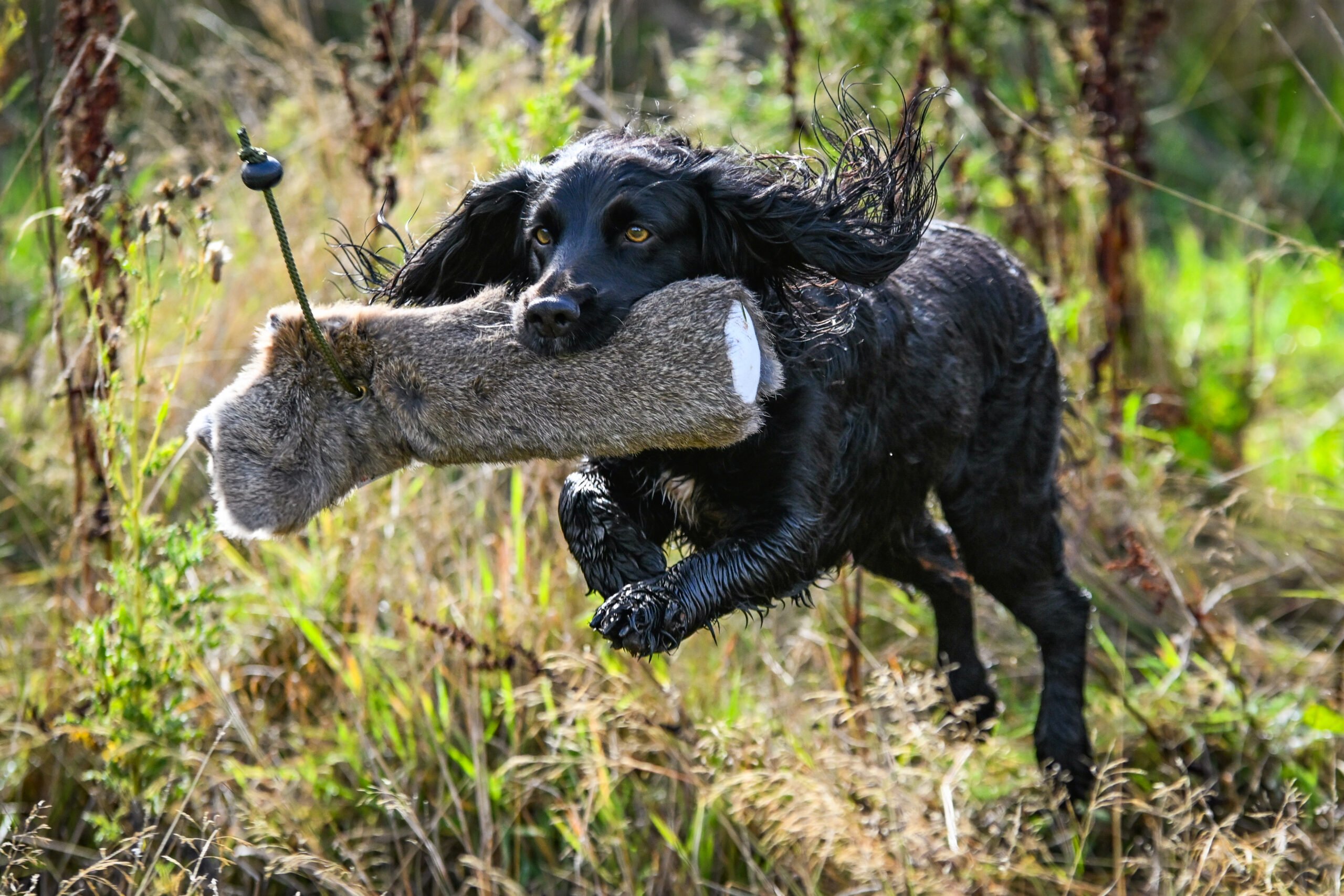 Rabbit Dummy - Various Sizes - Image 2