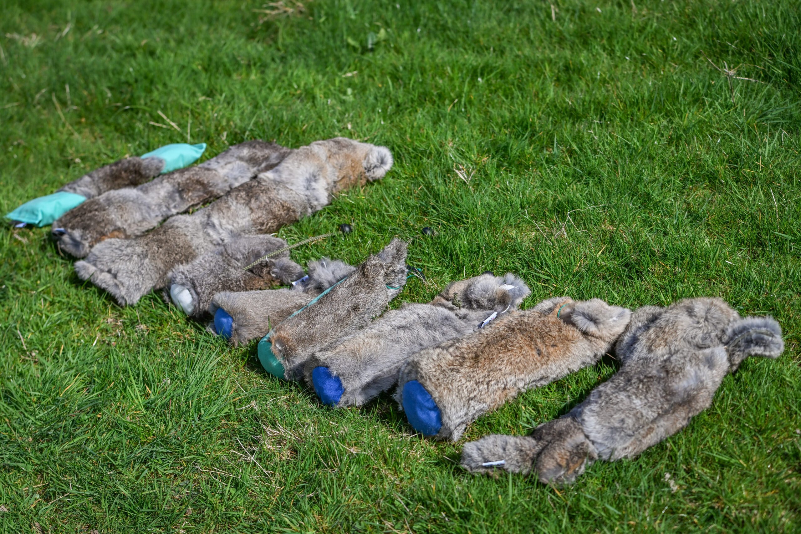 Rabbit Dummy - Various Sizes - Image 4