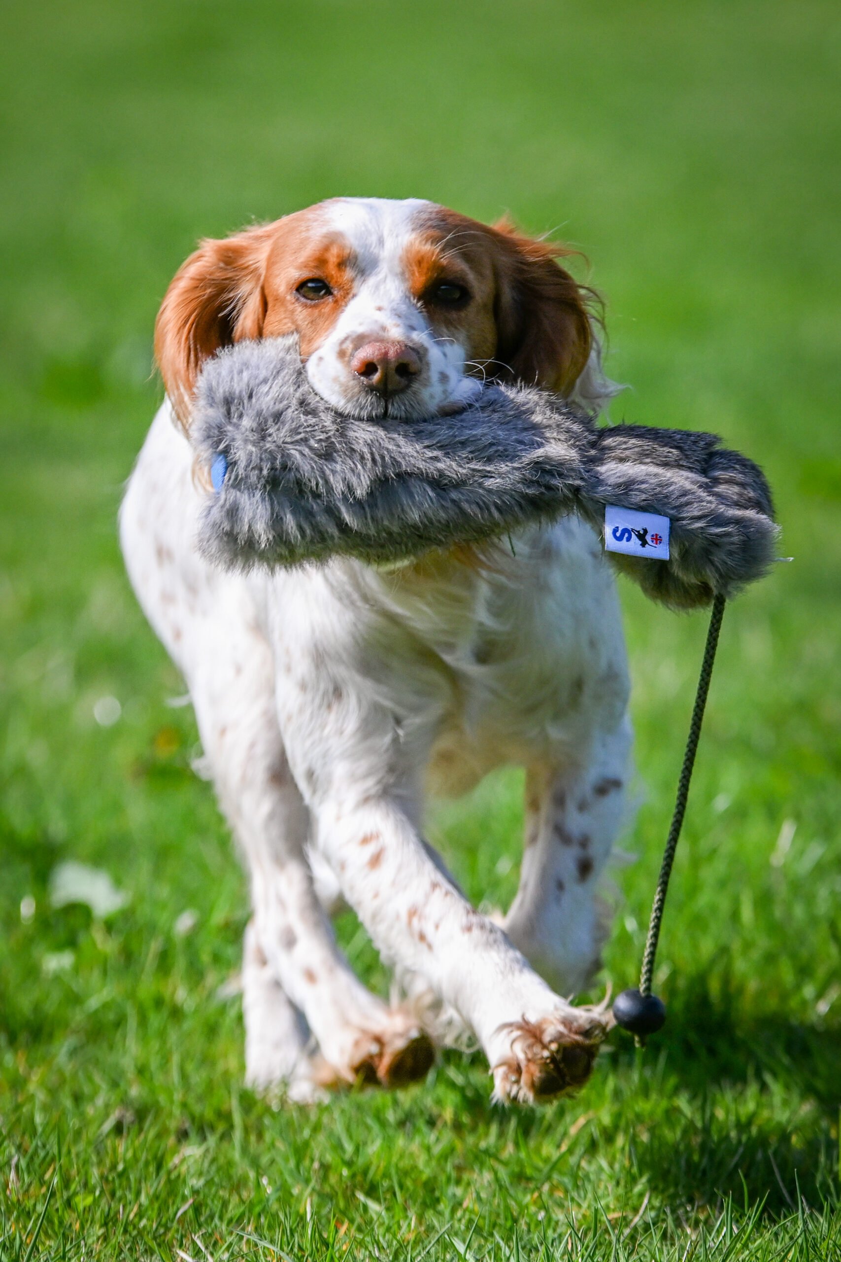 Rabbit Dummy - Various Sizes - Image 3