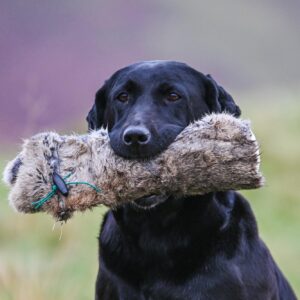 Rabbit Dummy - Various Sizes - Image 3