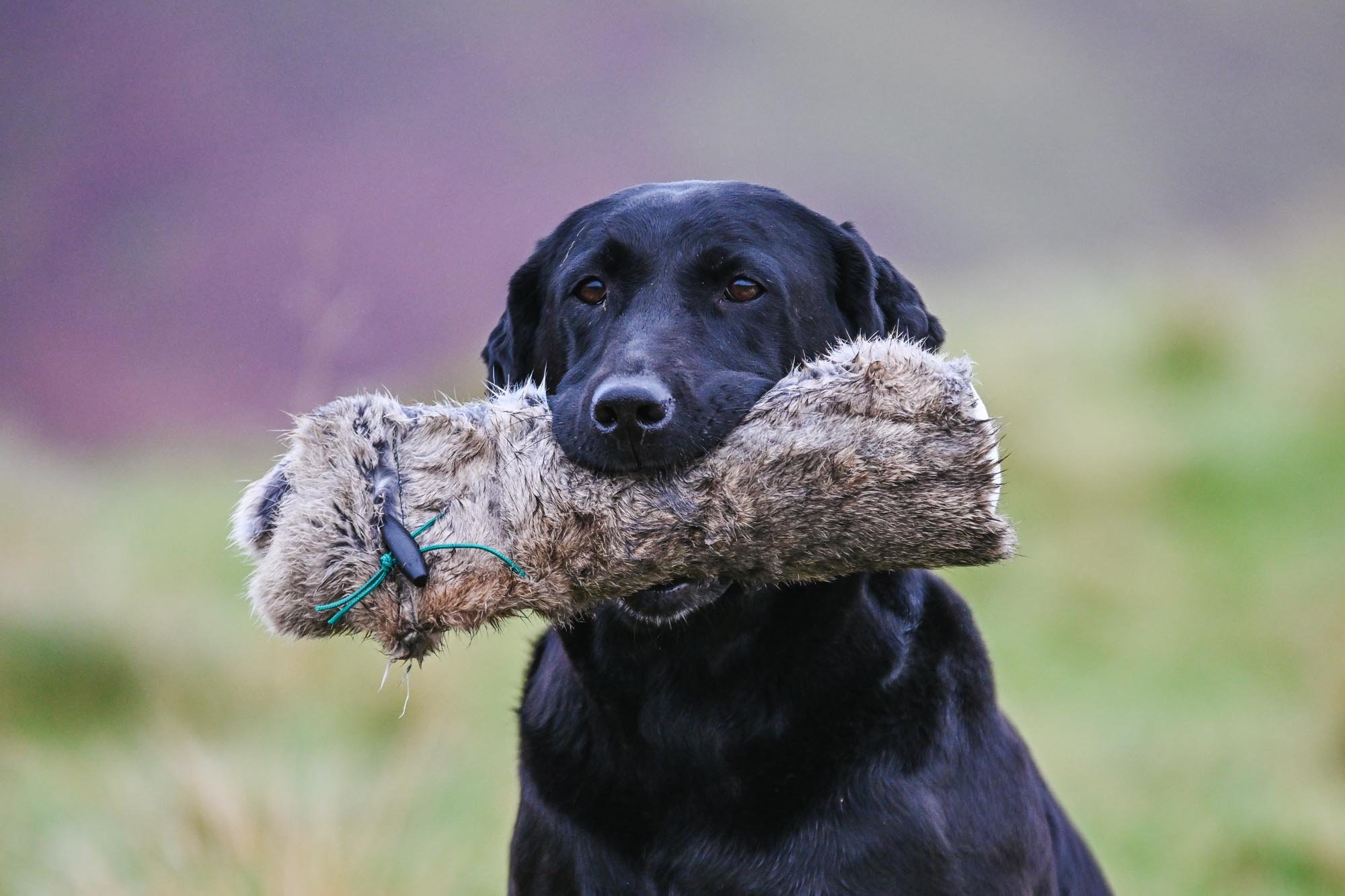 Rabbit Dummy - Various Sizes - Image 3