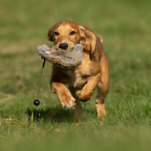 Rabbit Dummy Ball - Image 2