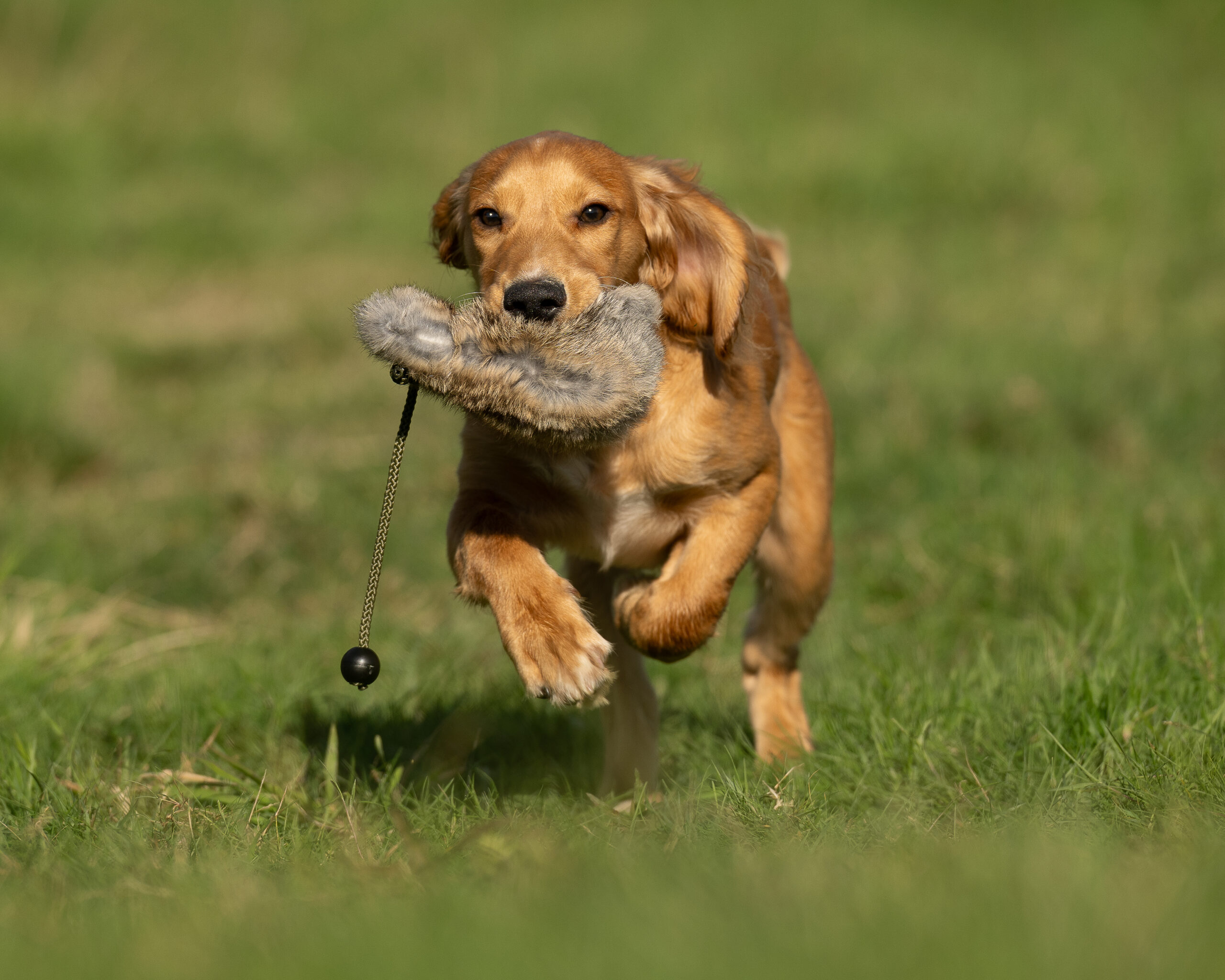 Rabbit Dummy Ball - Image 2