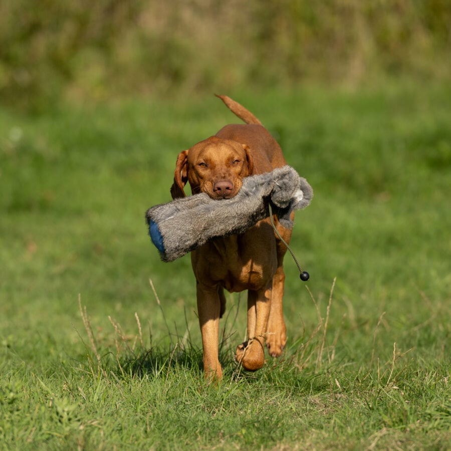 Rabbit Dummy - Various Sizes