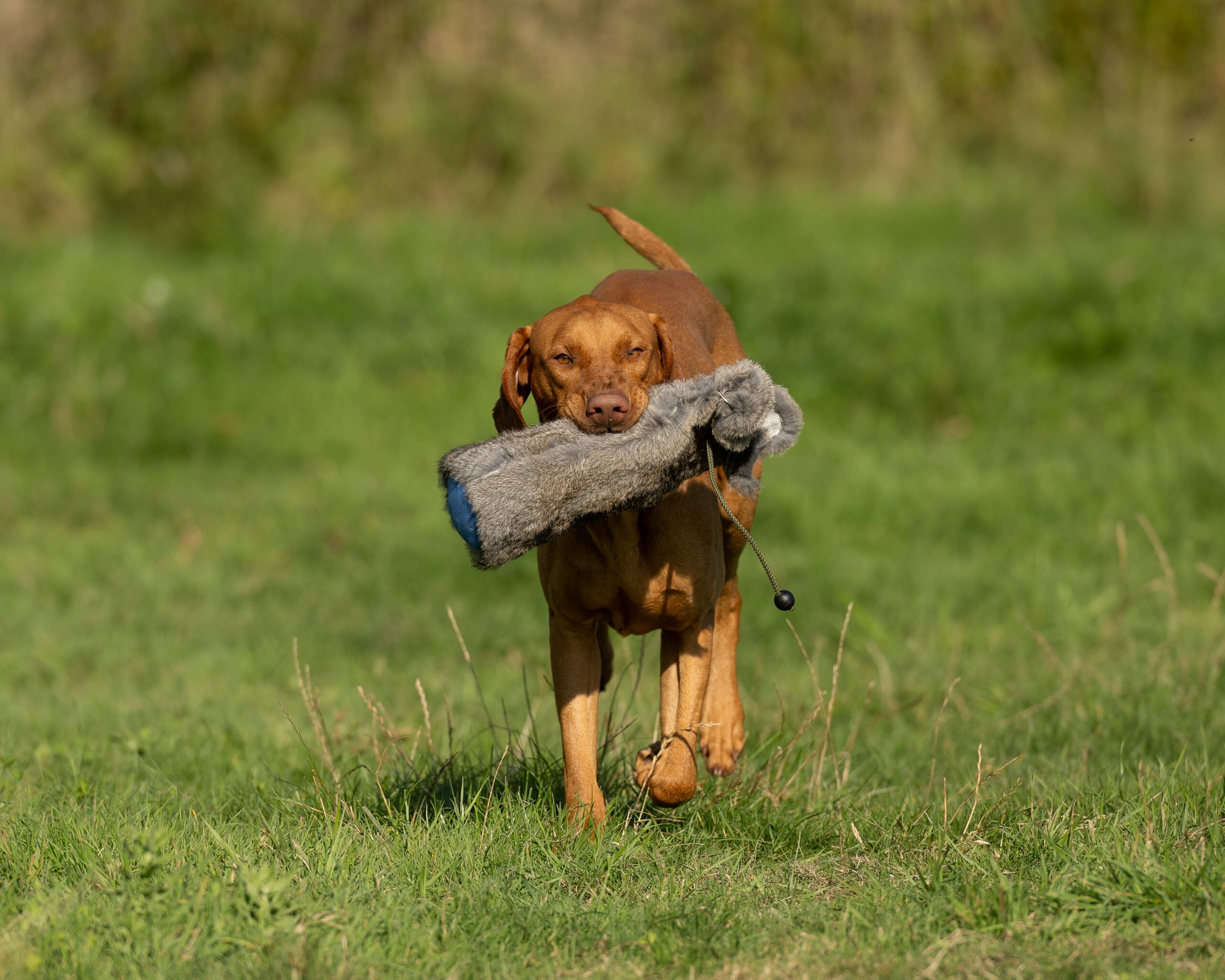 Rabbit Dummy - Various Sizes - Image 4