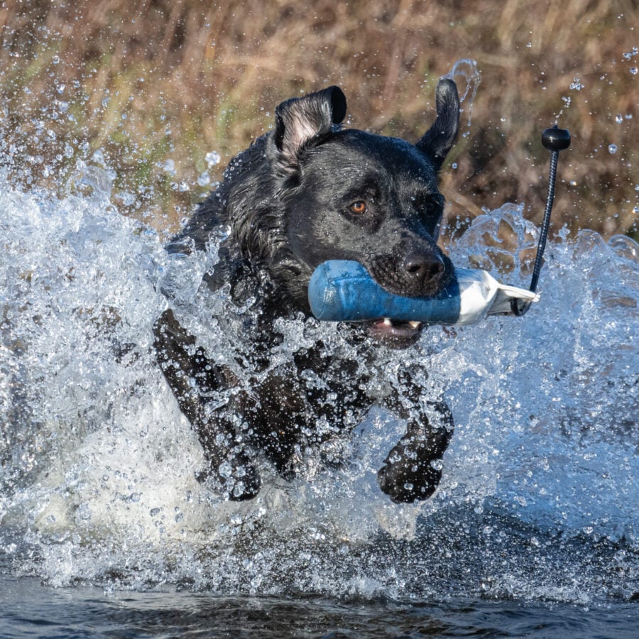 Flinger Mid Sized Marking Dummy by Laura Hill