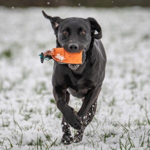 1/2lb Canvas Dummy - Image 4