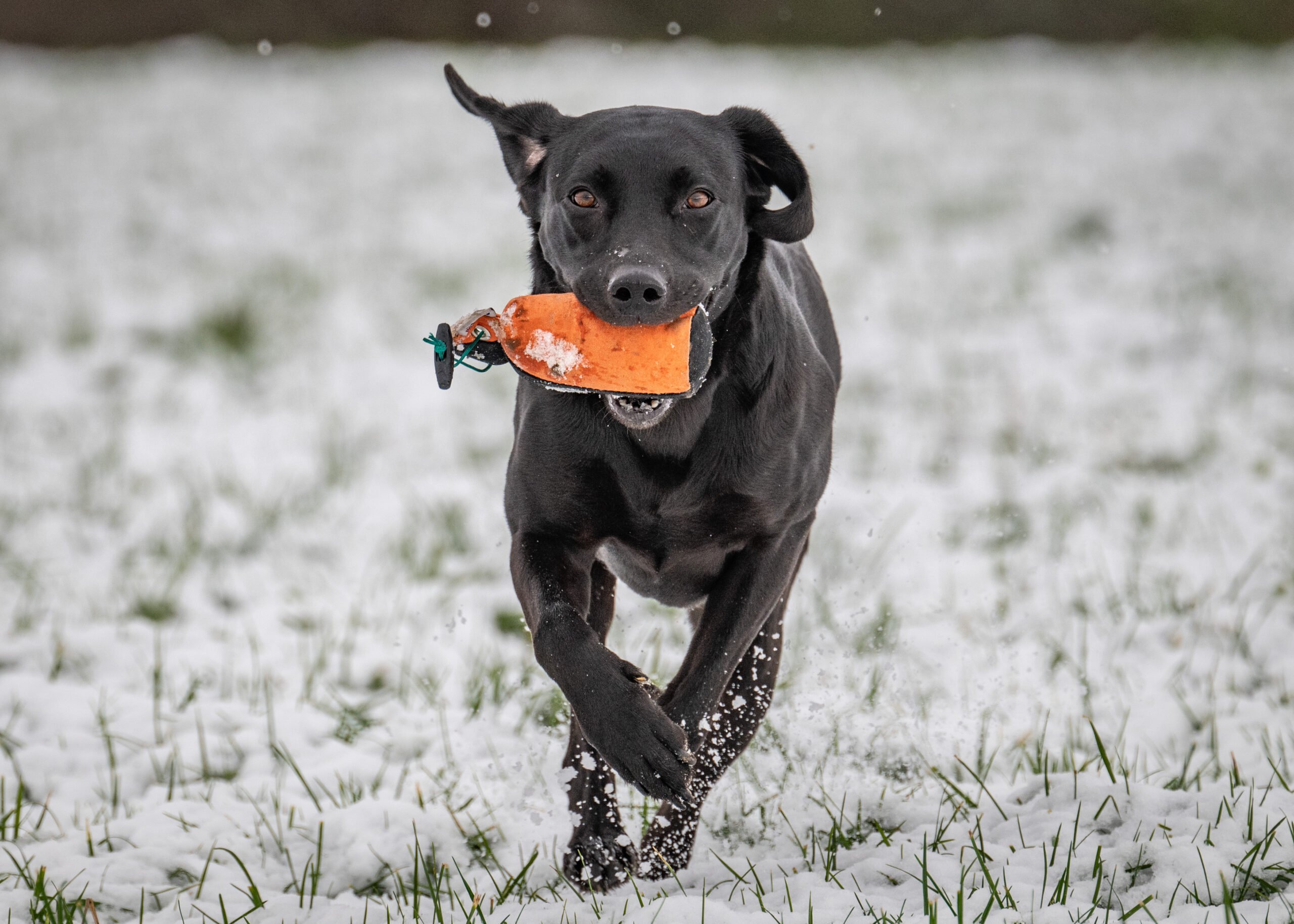 1/2lb Canvas Dummy - Image 4