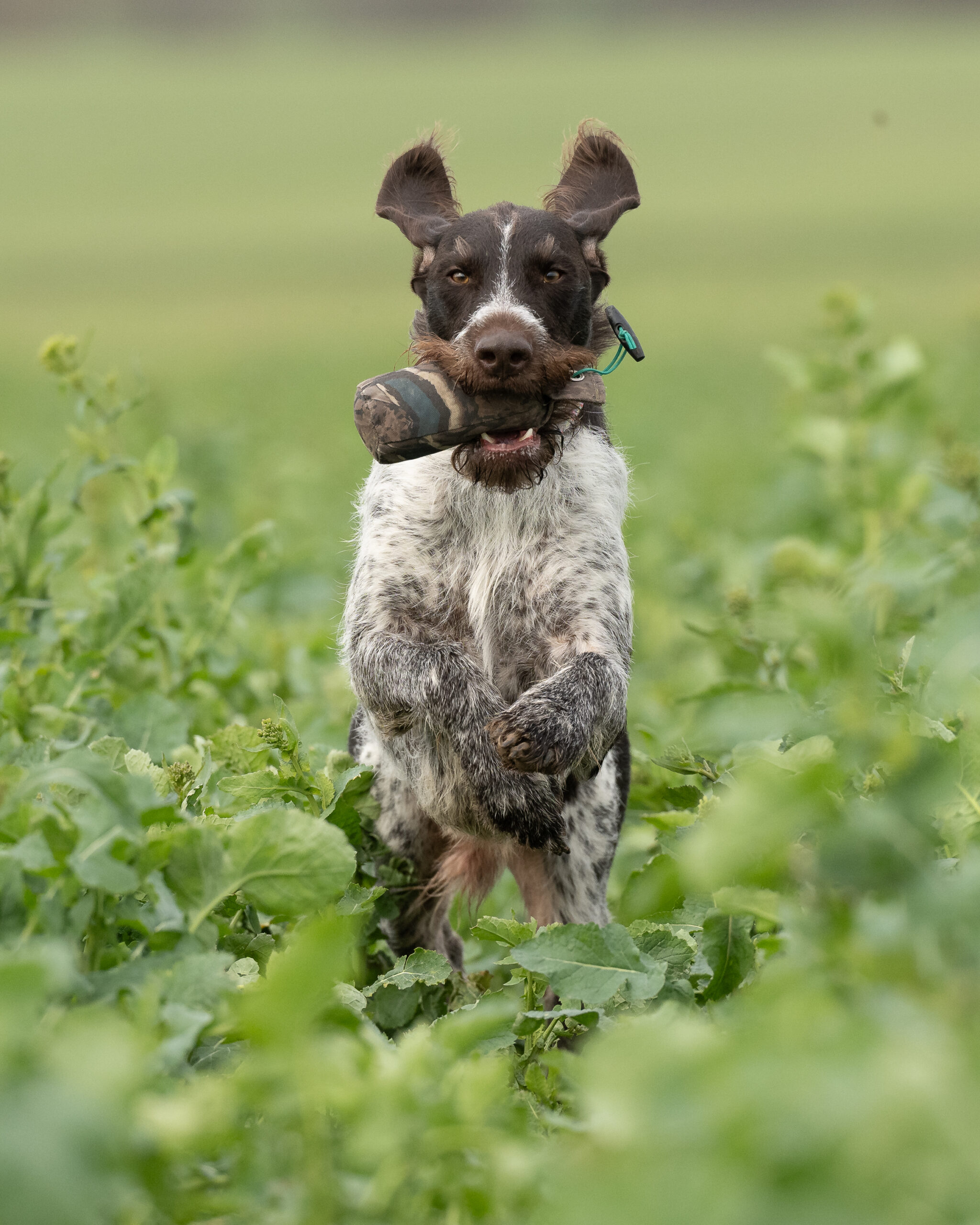 1/2lb Canvas Dummy - Image 6