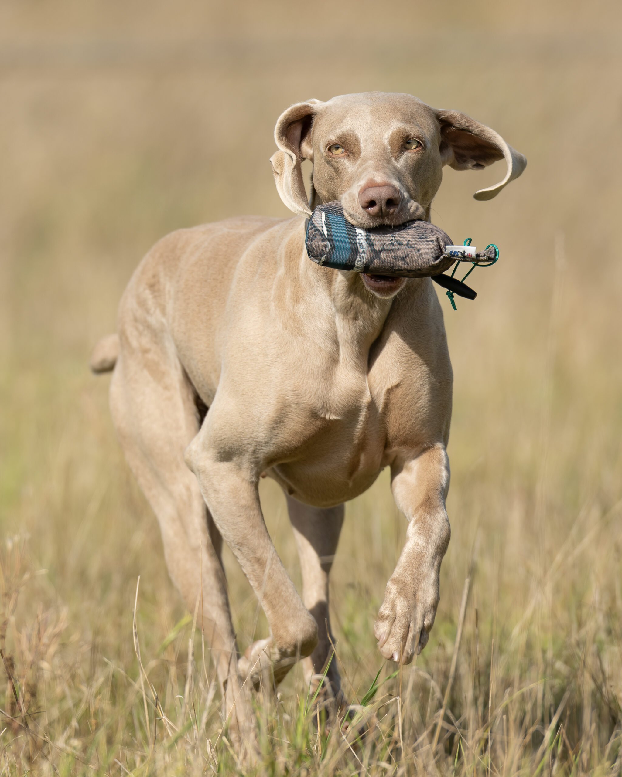 1/2lb Canvas Dummy - Image 3