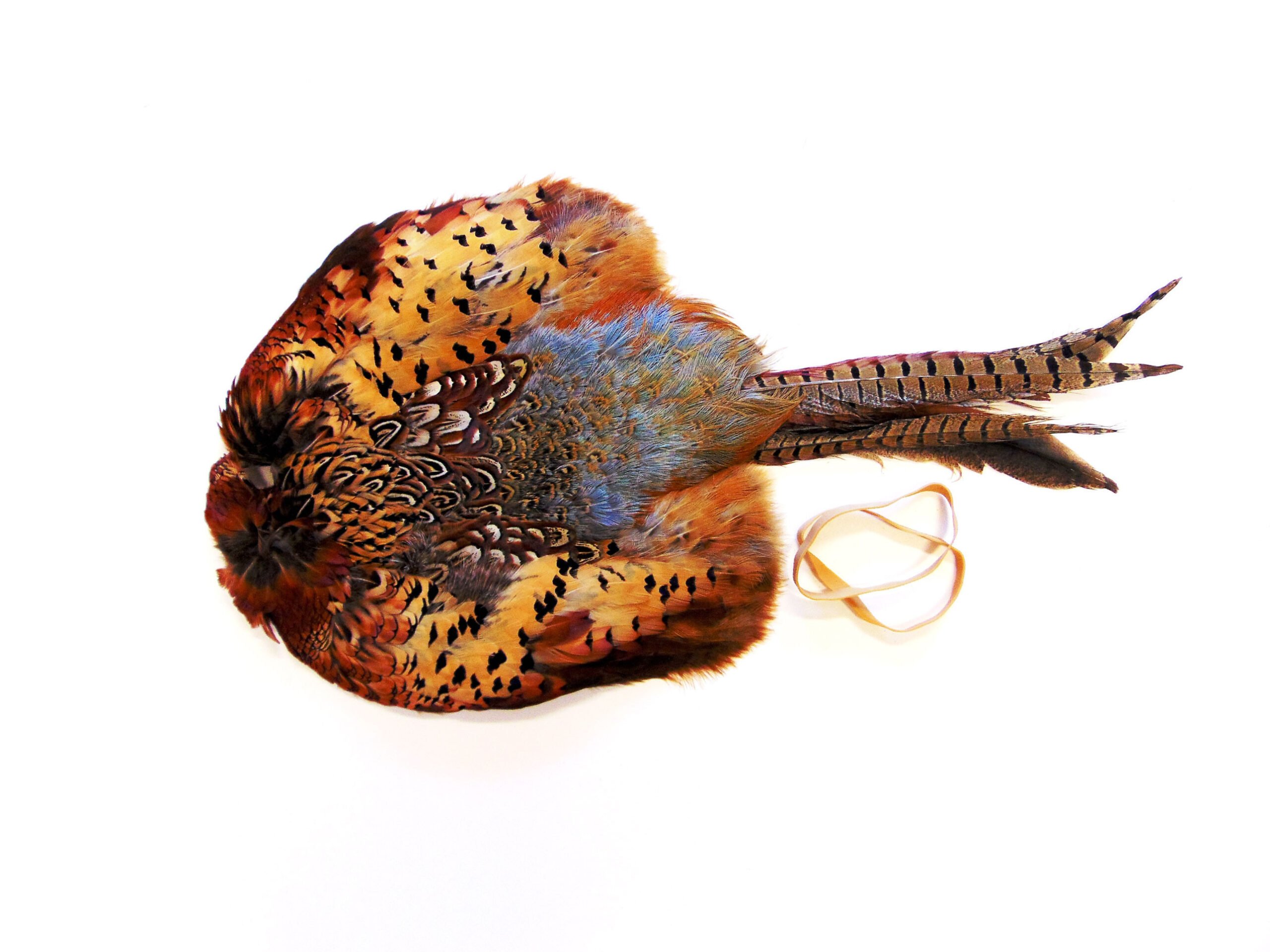 Bulk Cock Pheasant Pelts - Image 3