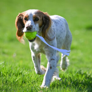 Target Tennis Ball (Pack of 3) - Image 2