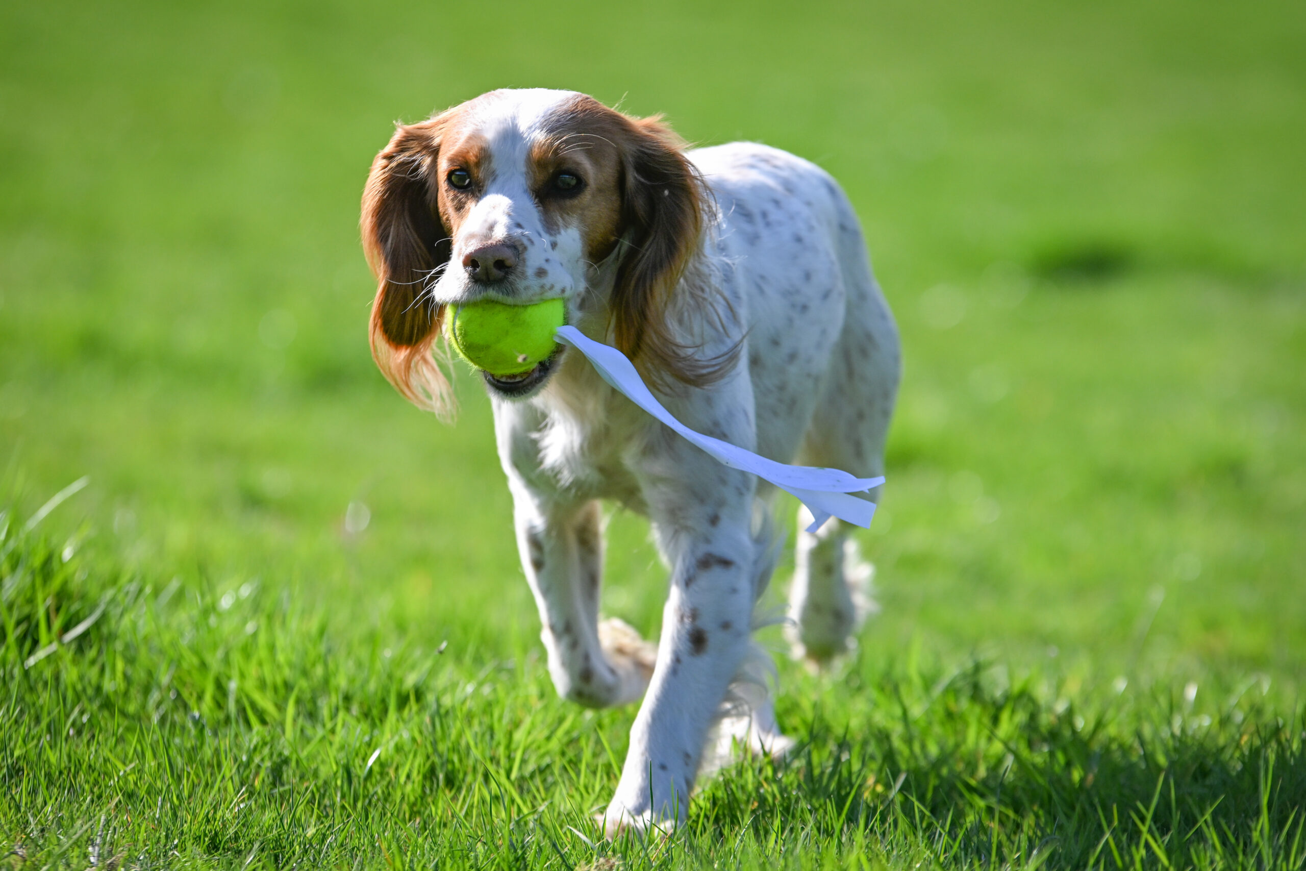 Target Tennis Ball (Pack of 3) - Image 2