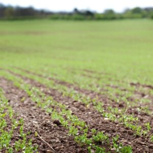 PureFlax Joint & Muscle with Added Coat Condition Support - Image 2