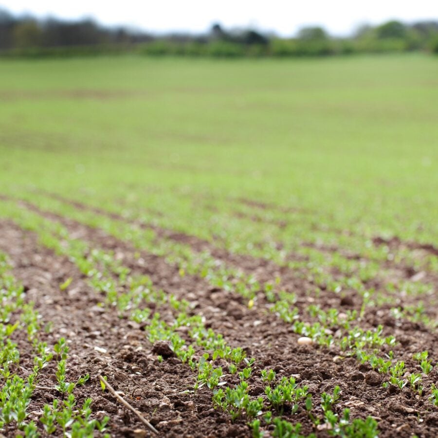 PureFlax Joint & Muscle with Added Coat Condition Support