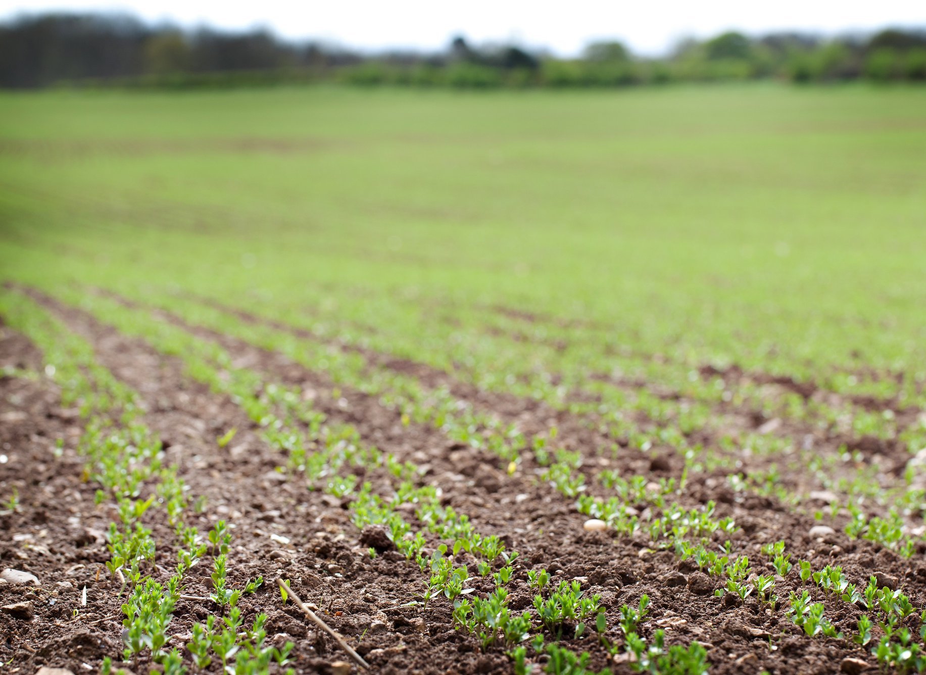 PureFlax Joint & Muscle with Added Coat Condition Support - Image 2